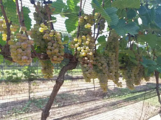 Uva híbrida produz vinho em qualquer estação