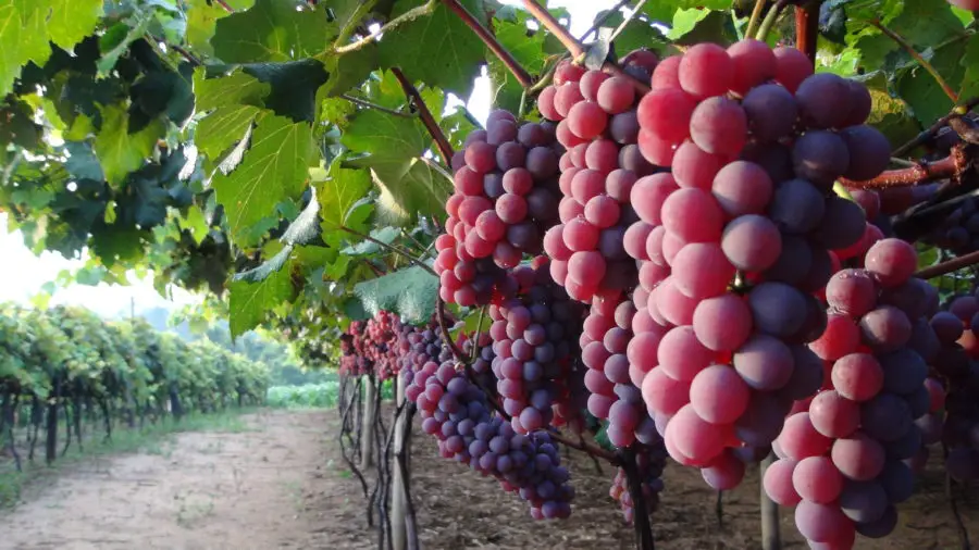 Festa da Uva tem muitas opções gastronômicas à base da fruta