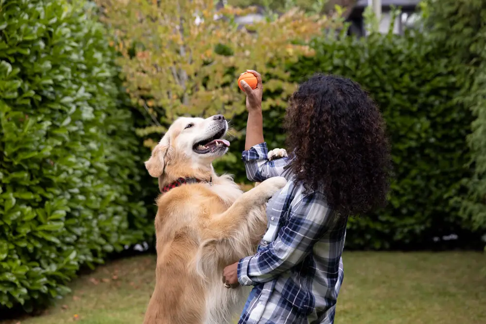 Alimentação é essencial no envelhecimento e cuidado da saúde renal dos pets