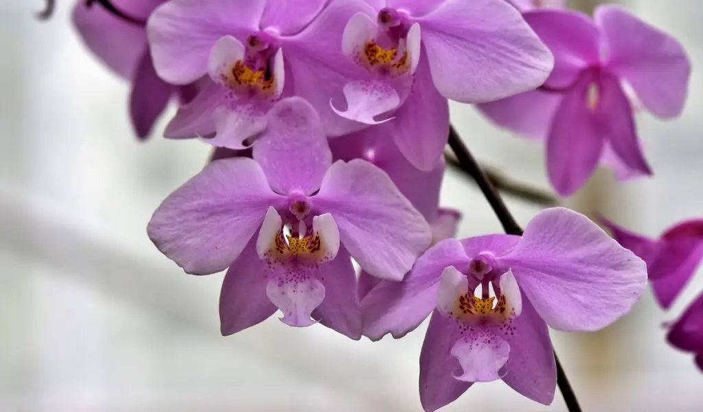 Cultivo de orquídeas em escritórios traz benefícios para a saúde