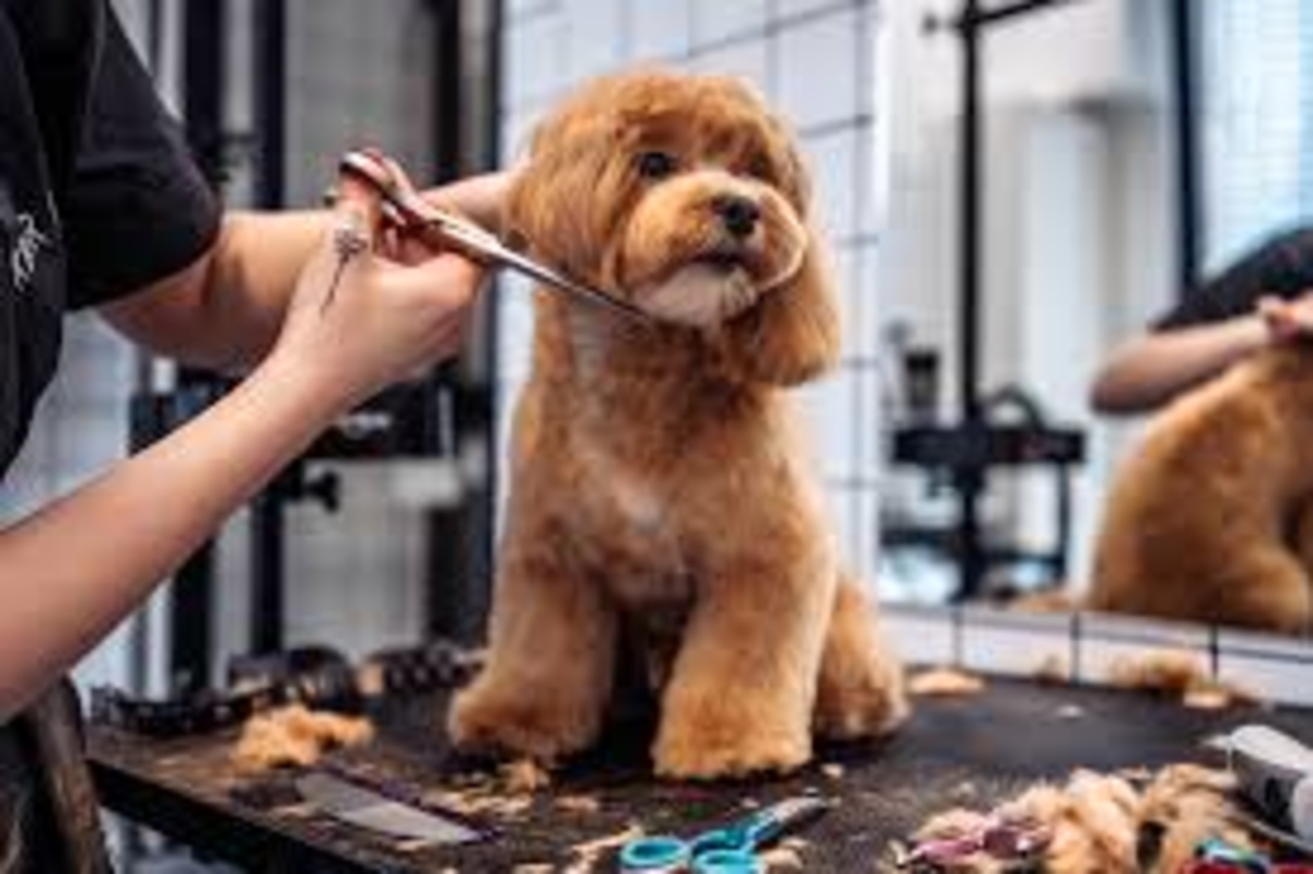 Profissão grooming está muito além de banho e tosa de pet